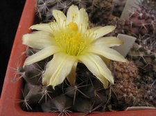 Copiapoa humilis