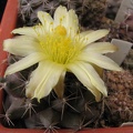 Copiapoa humilis