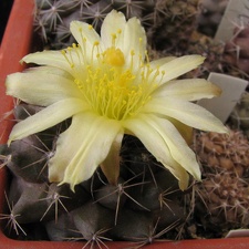 Copiapoa humilis