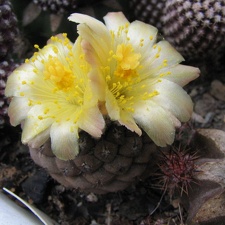 Copiapoa hypogaea