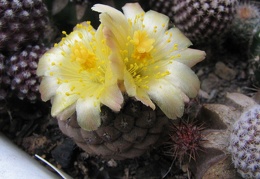 Copiapoa hypogaea