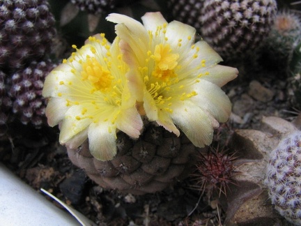 Copiapoa hypogaea
