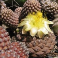 Copiapoa hypogaea