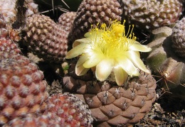 Copiapoa hypogaea