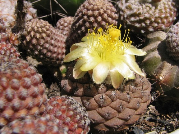 Copiapoa hypogaea