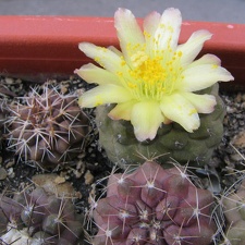Copiapoa hypogaea