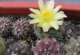 Copiapoa hypogaea