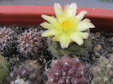 Copiapoa hypogaea