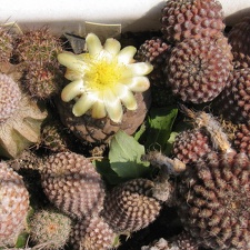 Copiapoa hypogaea