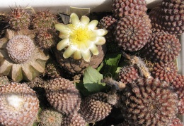 Copiapoa hypogaea