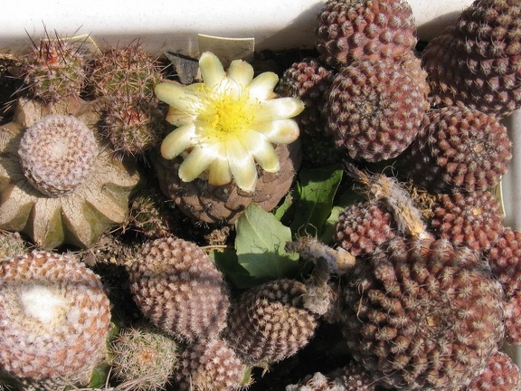Copiapoa hypogaea