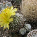 Copiapoa laui