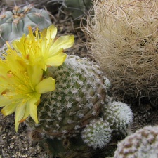 Copiapoa laui