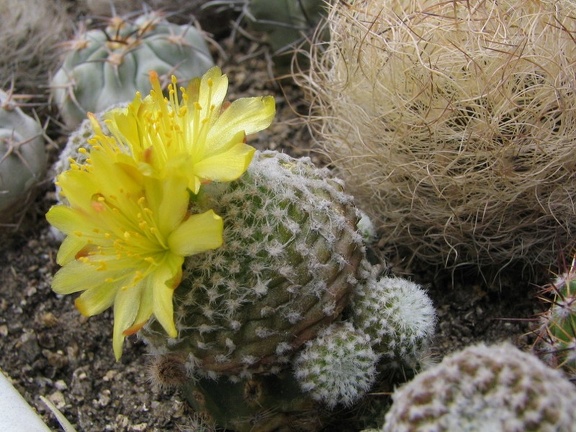 Copiapoa laui