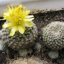Copiapoa laui