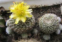 Copiapoa laui