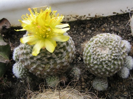 Copiapoa laui