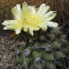 Copiapoa montana