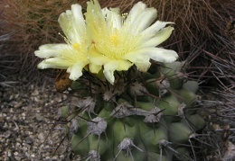 Copiapoa montana