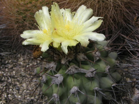 Copiapoa montana