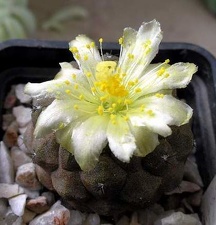 copiapoa hypogaea fr 261 Xans