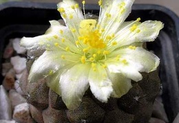 copiapoa hypogaea fr 261 Xans