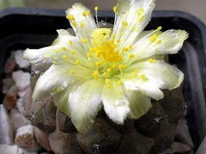 copiapoa hypogaea fr 261 Xans