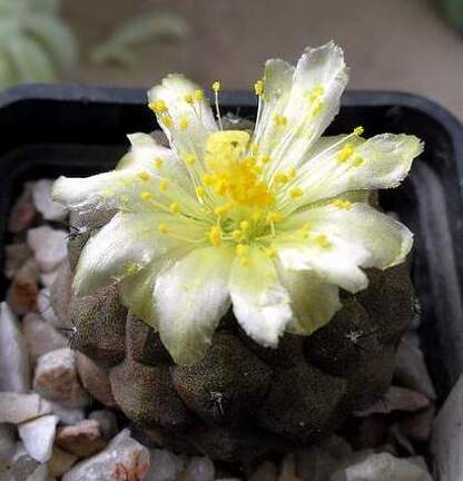copiapoa hypogaea fr 261 Xans