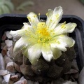 copiapoa hypogaea fr 261 Xans