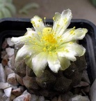 copiapoa hypogaea fr 261 Xans