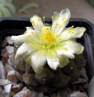 copiapoa hypogaea fr 261 Xans