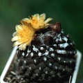 Copiapoa tenuissima