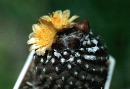 Copiapoa tenuissima