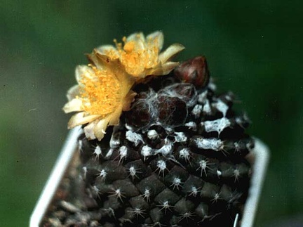 Copiapoa tenuissima