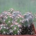 Corynopuntia moelleri v brevispina