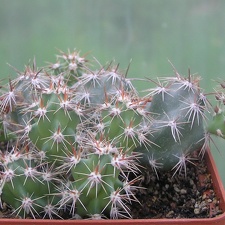 Corynopuntia moelleri v brevispina