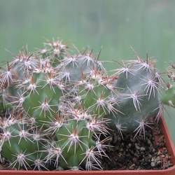 Corynopuntia