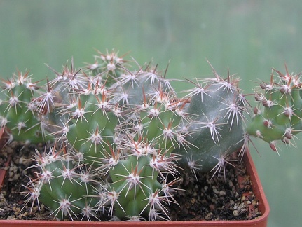 Corynopuntia moelleri v brevispina