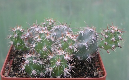 Corynopuntia moelleri v brevispina