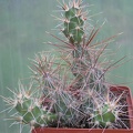 Corynopuntia shottii