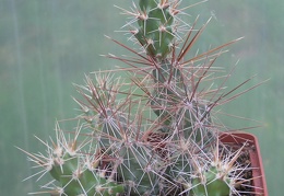 Corynopuntia shottii