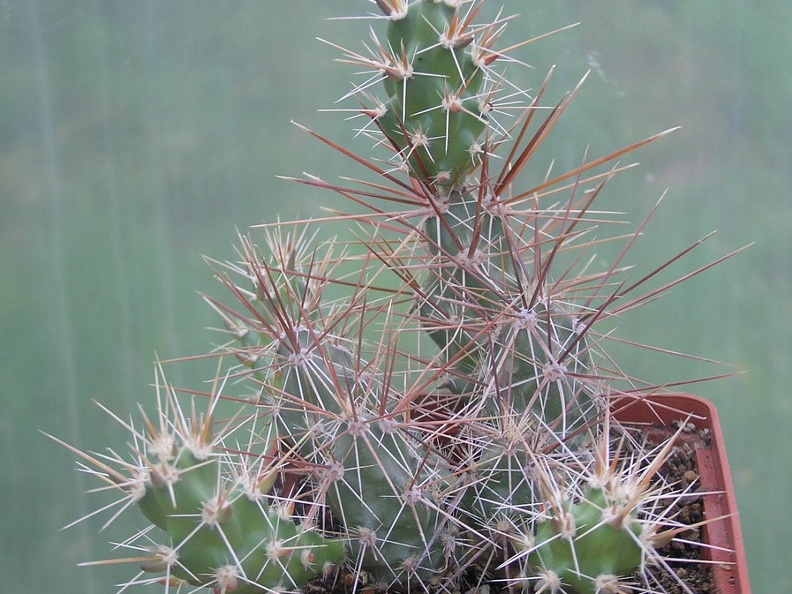 Corynopuntia shottii