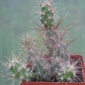 Corynopuntia_shottii.JPG