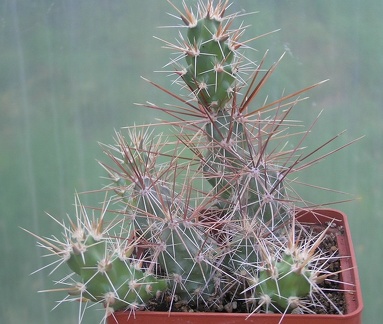 Corynopuntia shottii