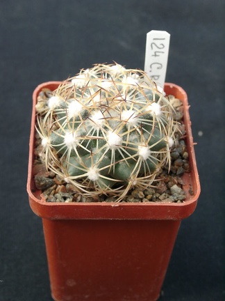 Coriphanta radians SB599