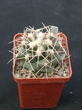 Coriphanta scheeri SB849