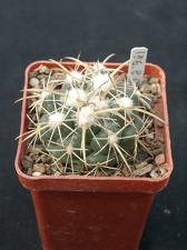 Coriphanta sulkolanata