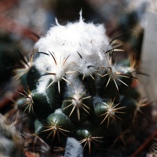 Coryphantha-calipensis-01