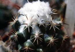 Coryphantha-calipensis-01