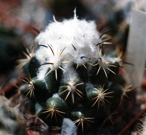 Coryphantha-calipensis-01